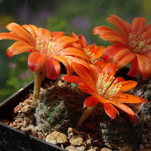 DSC01984Rebutia krainziana