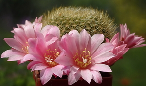 DSC02020Rebutia kariusiana