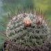 DSC02036Mammillaria johnstonii