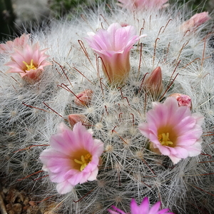 DSC02039Mammillaria glassii ssp.ascensionis v. nominis-dulcis