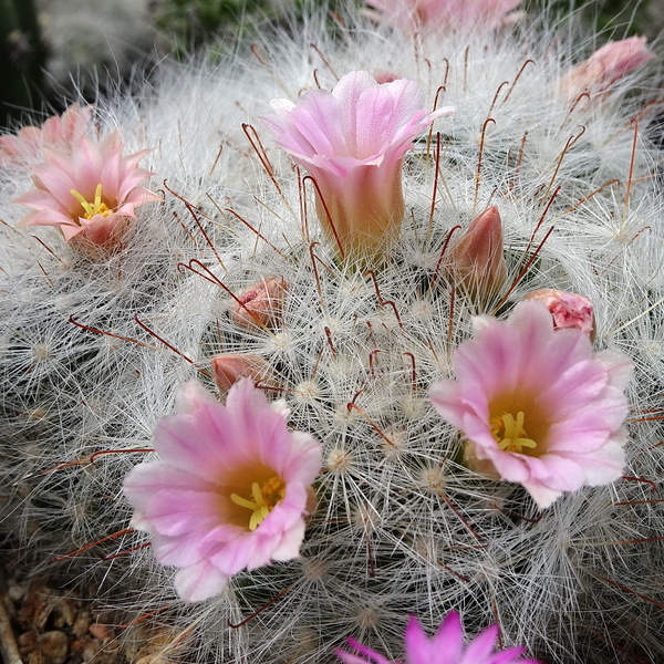 DSC02039Mammillaria glassii ssp.ascensionis v. nominis-dulcis