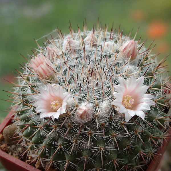 DSC02041Mammillaria ritteriana