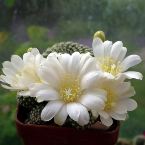 DSC02053Rebutia krainziana v. albiflora