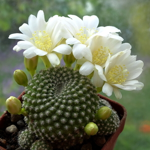 DSC02054Rebutia krainziana v. albiflora