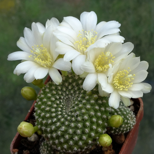 DSC02055Rebutia krainziana v. albiflora