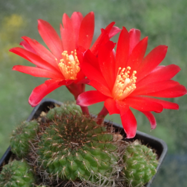 DSC02084Rebutia padcayensis RH 220