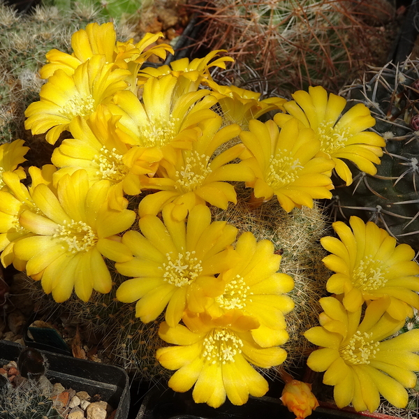 DSC02089Rebutia marsoneri