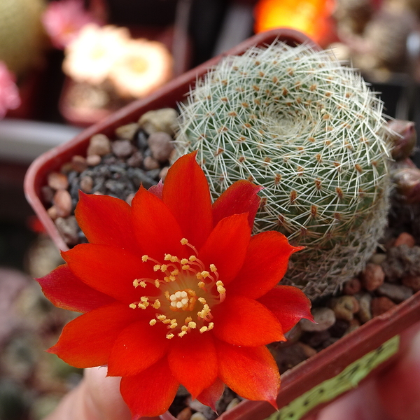 DSC02095Rebutia heliosa LH 1544