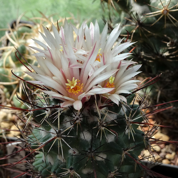 DSC02101Coryphantha ancistracantha