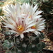 DSC02102Coryphantha ancistracantha