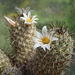 DSC02103Mammillaria hutchisoniana ssp. louisae