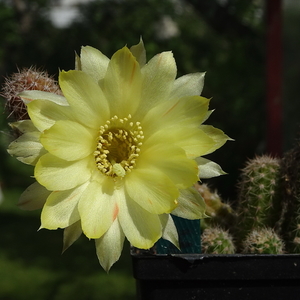 DSC02109Chamaecereus Unikum