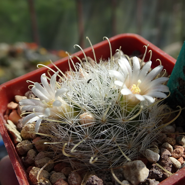 DSC02112Mammillaria nazanensis