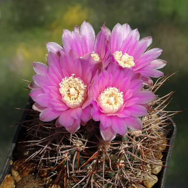 DSC02133Gymnocalycium neuhuberi STO 541