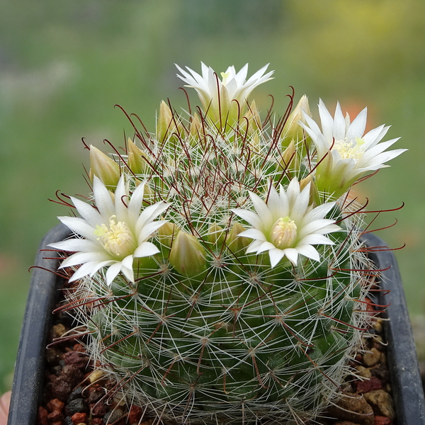 DSC02142Mammillaria zeilmanniana