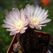 DSC02154Gymnocalycium carolinense LB 1399