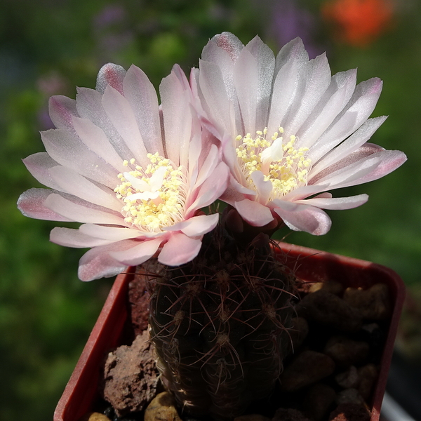 DSC02154Gymnocalycium carolinense LB 1399