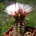 DSC02155Gymnocalycium carolinense LB 1399