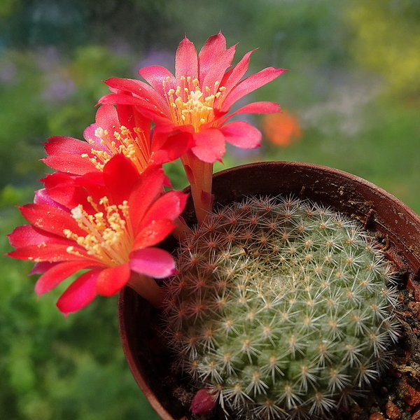 DSC02169Rebutia albiareolata