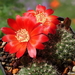 DSC02173Rebutia margarethae MPL75E