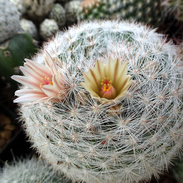 DSC02203Mammillaria candida