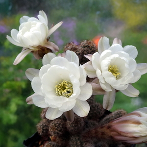 DSC02205Chamaecereus Happy Anniversary