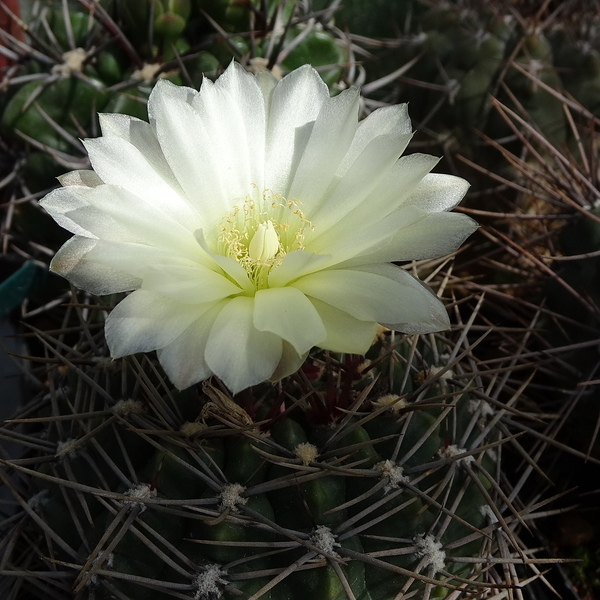 DSC02213Gymnocalycium schatzlianum