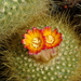 DSC02214Parodia chrysacanthion cv. orange fower