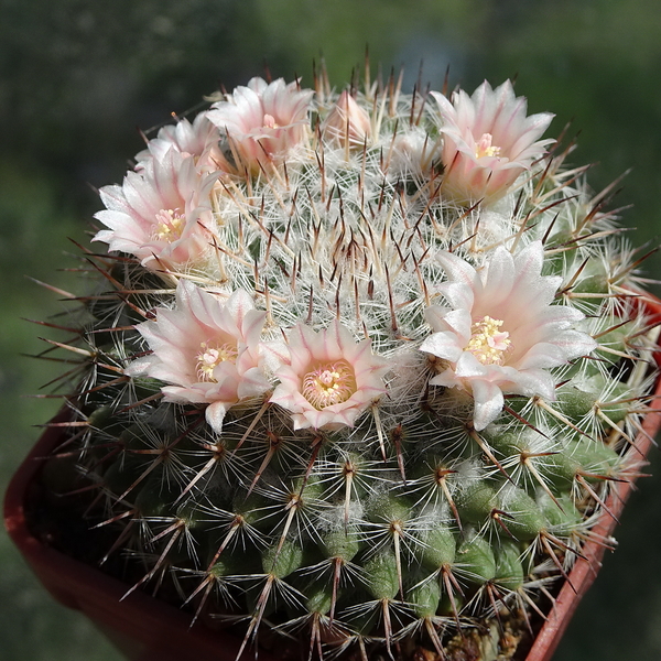 DSC02215Mammillaria ritteriana