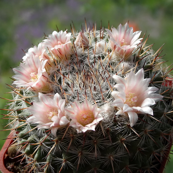 DSC02216Mammillaria ritteriana