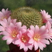 DSC02219Rebutia kariusiana