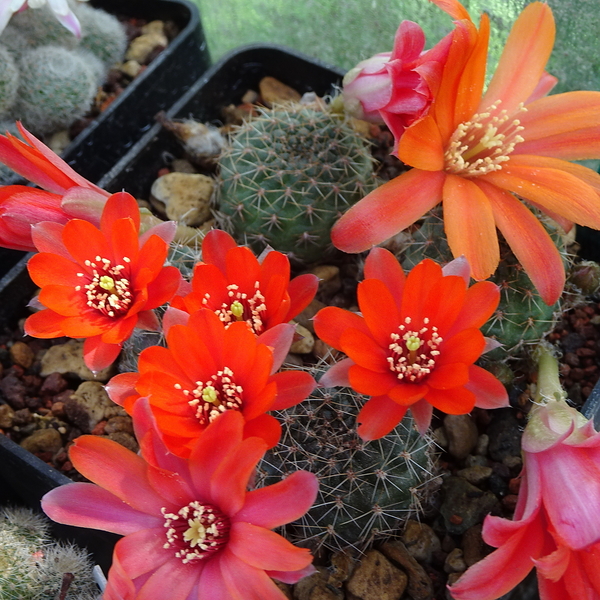 DSC02241Rebutia tarijensis