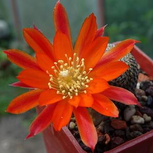 DSC02260Rebutia heliosa WR 317