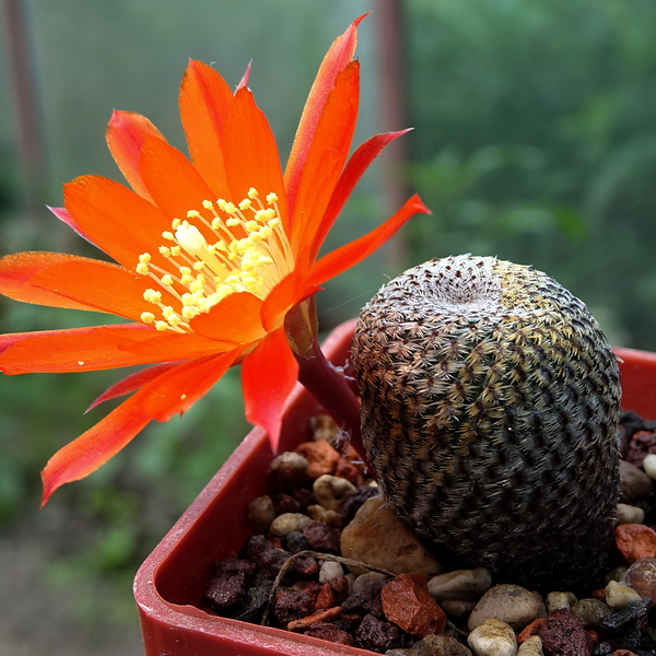 DSC02261Rebutia heliosa WR 317