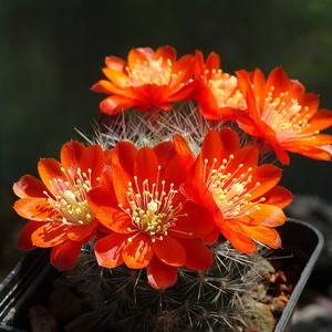 DSC02308Rebutia albiseta