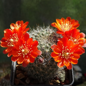 DSC02309Rebutia albiseta