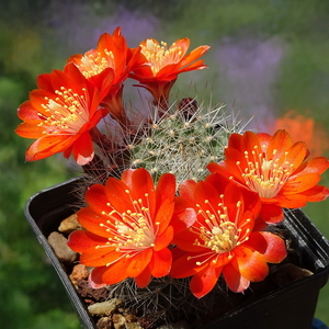 DSC02310Rebutia albiseta