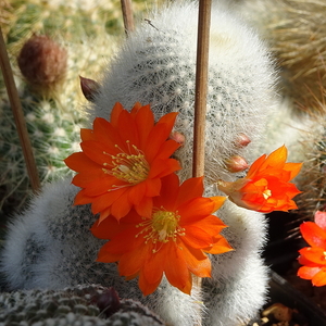 DSC02311Rebutia nivosa