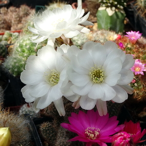 DSC02313Chamaecereus Happy Anniversary