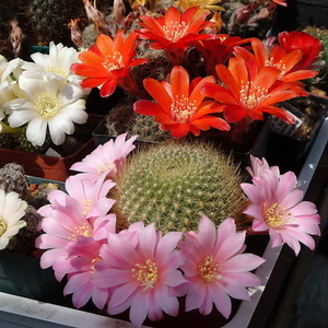 DSC02317Rebutia kariusiana