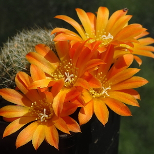 DSC02323Rebutia minuscula