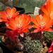 DSC02324Rebutia tarvitaensis