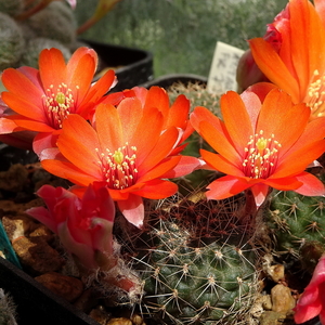 DSC02324Rebutia tarvitaensis