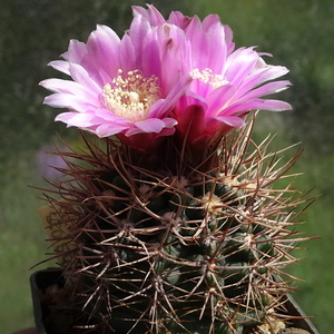 DSC02330Gymnocalycium neuhuberi STO 541