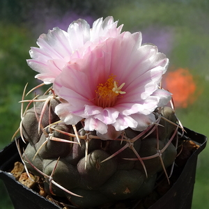 DSC02334Thelocactus lloydii v. roseiflorus