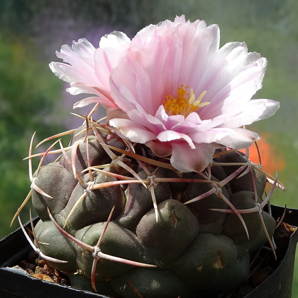 DSC02335Thelocactus lloydii v. roseiflorus