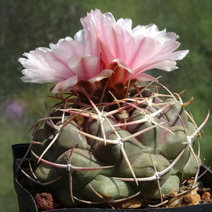 DSC02337Thelocactus lloydii v. roseiflorus