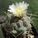 DSC02341Thelocactus hexaedrophorus v. maior