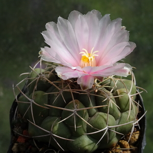 DSC02343Thelocactus sp. Rio Verde JDD