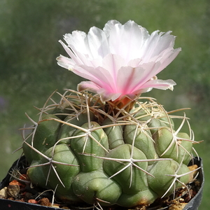 DSC02344Thelocactus sp. Rio Verde JDD